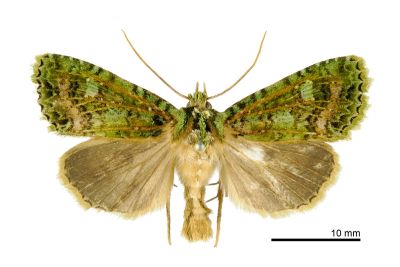 碧璽夜蛾 Aplexiphleps smaragdistis 雄蟲