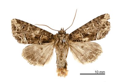 白帶邊夜蛾 Asidemia albovitta 雄蟲