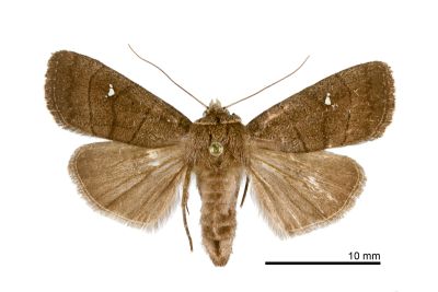 棕線委夜蛾 Athetis brunneolineosa 雌蟲