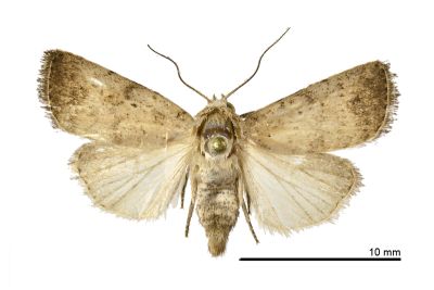 Athetis terminata 雌蟲
