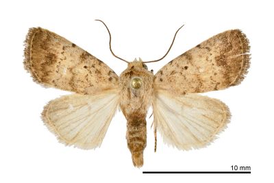 Athetis terminata 雄蟲