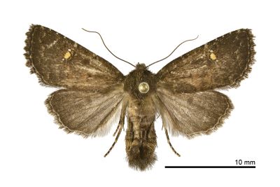 圓點委夜蛾 Athetis theobroma 雌蟲