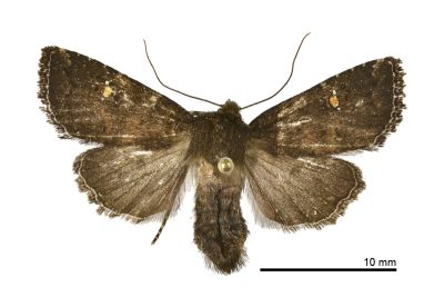 圓點委夜蛾 Athetis theobroma 雌蟲