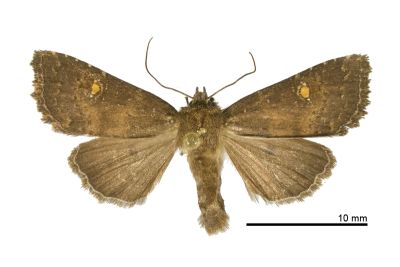 圓點委夜蛾 Athetis theobroma 雌蟲