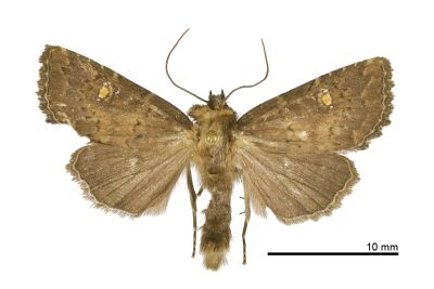圓點委夜蛾 Athetis theobroma 雄蟲