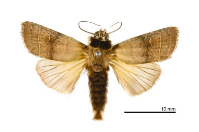 黑頸方翅星委夜蛾 Athetis thoracica 雄蟲