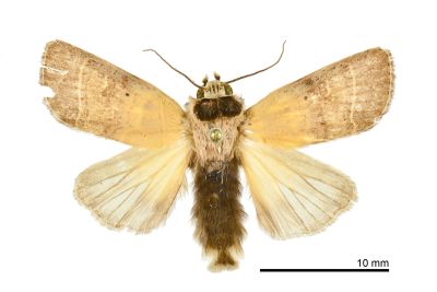 黑頸方翅星委夜蛾 Athetis thoracica 雄蟲