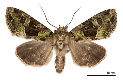 臺灣蘚綠夜蛾 Atrovirensis taiwani 雄蟲