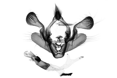 臺灣蘚綠夜蛾 Atrovirensis taiwani 雄蟲