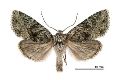 銀輝夜蛾 Blepharita nigrogrisea 雄蟲