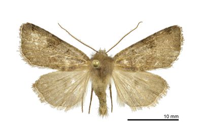 灰環栗胸夜蛾 Cerastis griseiorbis 雄蟲