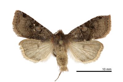 灰環栗胸夜蛾 Cerastis griseiorbis 雌蟲