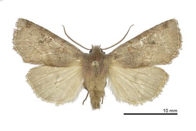 灰環栗胸夜蛾 Cerastis griseiorbis 雄蟲