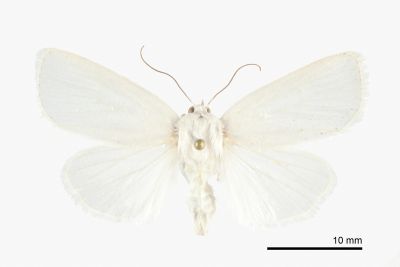 Chasminodes pseudalbonitens 雌蟲