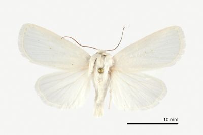 Chasminodes pseudalbonitens 雄蟲