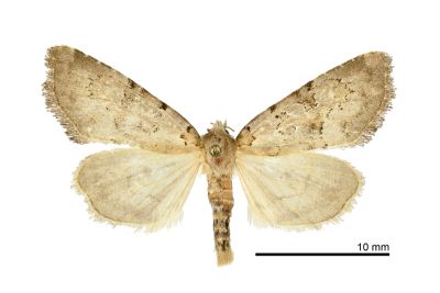 灰鉅聲夜蛾 Chortodes cornutifera 雄蟲