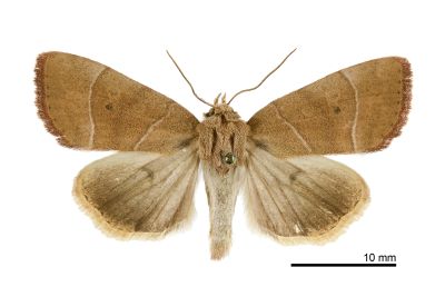Coamia exigua 雄蟲