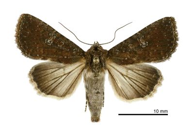 大耳紋夜蛾 Condica illecta 雌蟲