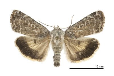 瑪瑙兜夜蛾 Cosmia achatina 雄蟲