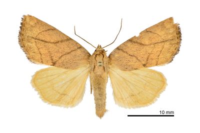 線紋兜夜蛾 Cosmia limacodina 雌蟲