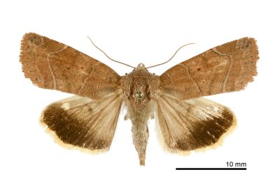 一色兜夜蛾 Cosmia unicolor 雄蟲