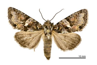 寶島卓夜蛾 Dryobotodes formosanus 雌蟲