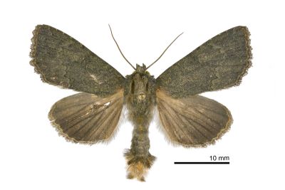 類暗翅夜蛾 Dypterygia subfusca 雄蟲