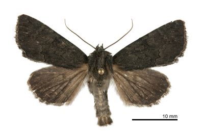 類暗翅夜蛾 Dypterygia subfusca 雄蟲