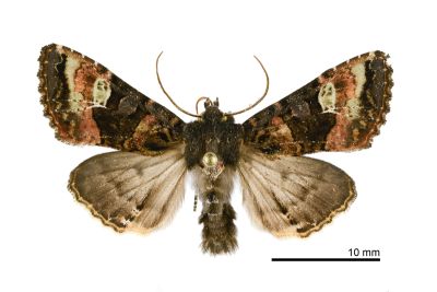 白腎錦夜蛾 Euplexia albirena 雄蟲