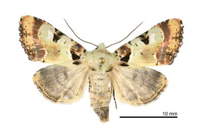 黃綠錦夜蛾 Euplexia chlorerythra 雌蟲