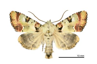 黃綠錦夜蛾 Euplexia chlorerythra 雄蟲