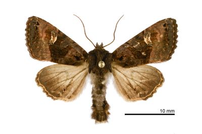 臺灣錦夜蛾 Euplexia pali 雄蟲