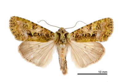 黃綠類錦夜蛾 Euplexidia angusta 雄蟲