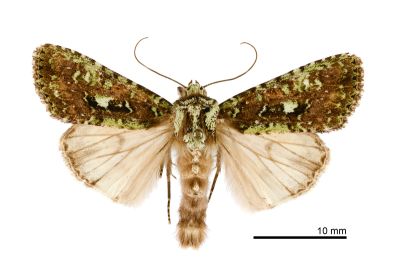 異鄉類錦夜蛾 Euplexidia exotica 雄蟲