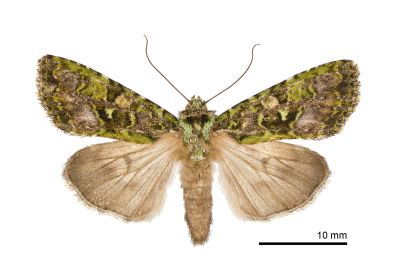 綠類錦夜蛾 Euplexidia pallidivirens 雌蟲