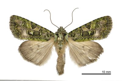 綠類錦夜蛾 Euplexidia pallidivirens 雌蟲