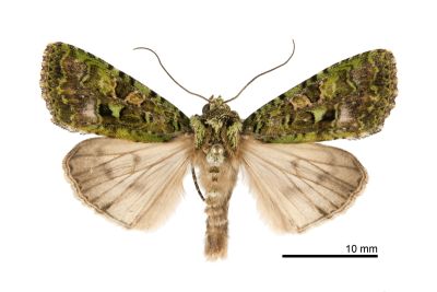 綠類錦夜蛾 Euplexidia pallidivirens 雄蟲