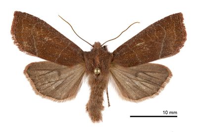 孔猶夜蛾 Eupsilia confusa 雄蟲