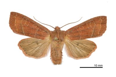 孔猶夜蛾 Eupsilia confusa 雄蟲