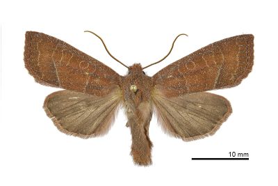 孔猶夜蛾 Eupsilia confusa 雄蟲