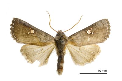 三星猶夜蛾 Eupsilia tripunctata 雄蟲