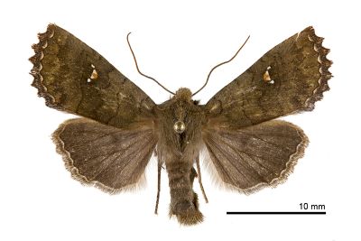 墨綠三星猶夜蛾 Eupsilia virescens 雄蟲