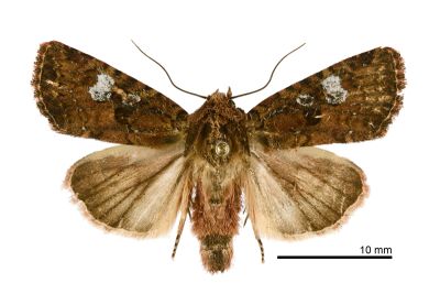 三星棕夜蛾 Feliniopsis indistans 雄蟲