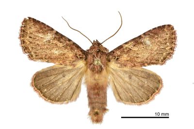 玫紅三星棕夜蛾 Feliniopsis rubrofusa 雄蟲