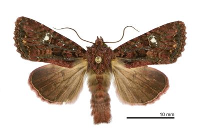 臺灣三星棕夜蛾 Feliniopsis tripunctata 雄蟲
