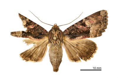 宏類秀夜蛾 Genoveva magnirena 雌蟲