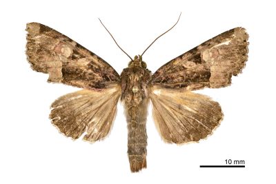 宏類秀夜蛾 Genoveva magnirena 雄蟲