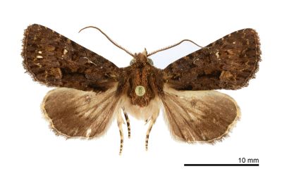 Hemictenophora euplexiodes lanyuensis 雄蟲