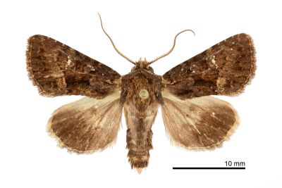 Hemictenophora euplexiodes lanyuensis 雄蟲