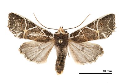 白線黑夜蛾 Hemiglaea albolineata 雄蟲